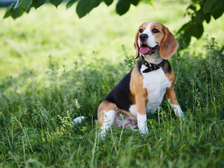 Dog Beagle resting in the grass in the park.