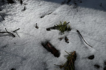 snow melts in the coniferous forest