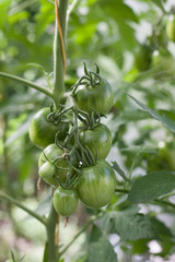 Unripe green tomatoes growing on the garden bed. The green tomatoes on a branch.