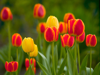 Obraz premium Wiosenne kwiaty. Czerwone, żółte i czerwono-żółte tulipany w wiosenny dzień
