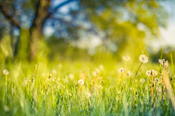 Sunny meadow with dandelions in summer or spring. Blur serene nature and blurred meadow field. 