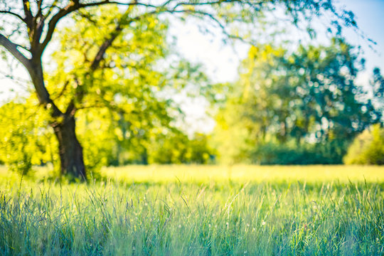 Beautiful spring summer landscape, serene foliage. Fresh green grass meadow with blur park garden trees in nature background, blurry green bokeh light outdoor in summer background
