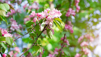 Apple branches with delicate light pink flowers.