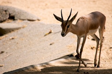 Impala on the move