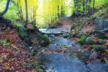 Beautiful forest with creek in a golden autumn nature. Beauty world of fall colors landscape