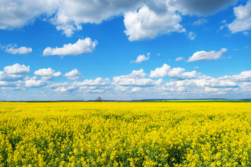 Beautiful field with yellow rapeseed flowers. Cloudy sky Nature. Landscapes.
