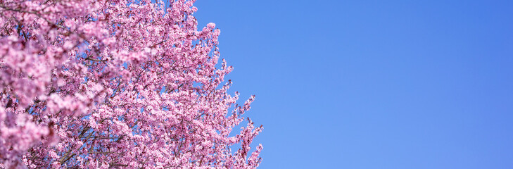 Beautiful cherry blossom sakura in spring time over blue sky. Amazing vivid colors, springtime nature banner with copy space. Pink cherry flowers gentle light blue sky background