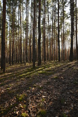 shadows from trees in a coniferous forest