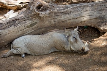 Fototapeta premium relaxing Nolan Warthog
