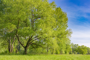 Obraz premium Green grass on a meadow field. Spring summer vivid landscape. Giant tree with forest background, blue sky. Seasonal nature view, scenery of springtime, freshness and tranquility