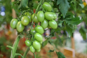 Locally Produced fresh organic fruits and vegetables (tomatoes)
