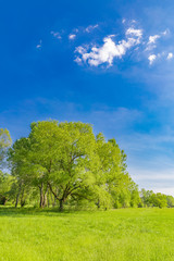 Green grass on a meadow field. Spring summer vivid landscape. Giant tree with forest background, blue sky. Seasonal nature view, scenery of springtime, freshness and tranquility