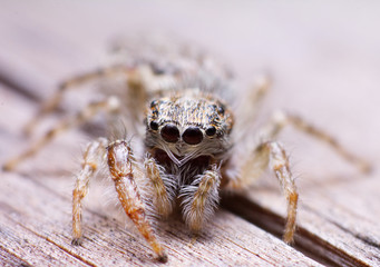 enemerus bivittatus
