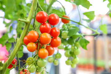 Locally Produced fresh organic fruits and vegetables (tomatoes)