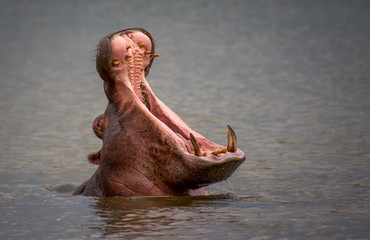 Hippo yawning in the Kruger National Park South Africa