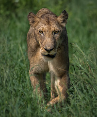 Lioness in walking towards the camera in the Kruger National Park South Africa