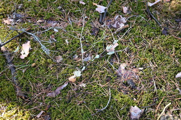 moss in a coniferous forest