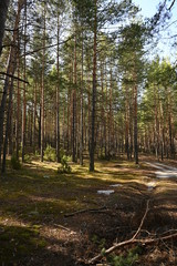 road in the coniferous forest