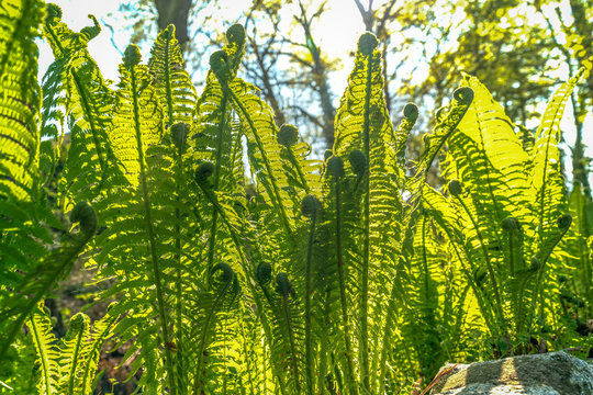 Close up of lush green ferns in spring