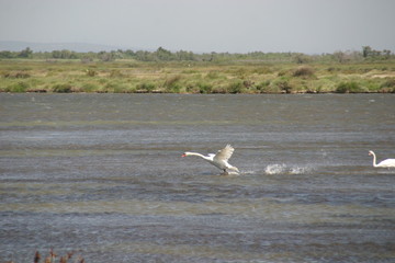 Schwan bei der Landung