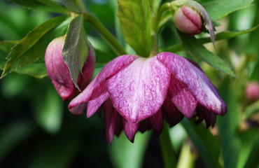 
bright terry hellebore with buds among green leaves