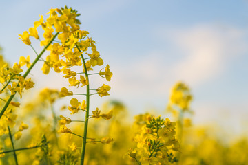 Obraz premium yellow rapeseed field in sunlight