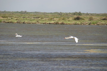 Schwan bei der Landung