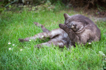 portrait of a cat on grass