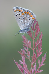 Large blue butterfly sitting on a red plant