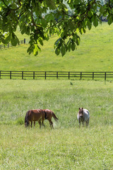 Horses graze in a grassy field in England