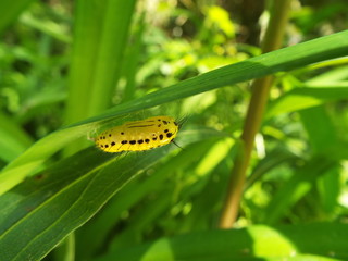 キアシドクガ 蛹 pupa of moth