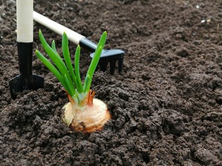 Onion, shovel, rake in the garden