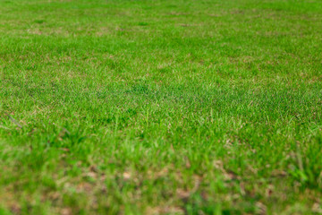 Natural background. Fresh green grass on the lawn