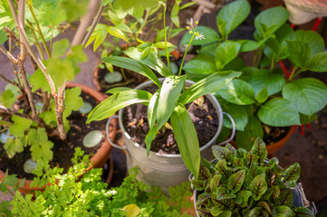 wild garlic in a rustic metal pot as herb garden on the balcony for fresh cooking at home