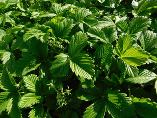 Spring greens of the plant Fragaria viridis  with rudiments of flower stalks at sunset. Shooting with a narrow focus at a low angle of illumination.