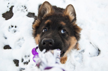 cute  German Shepherd
