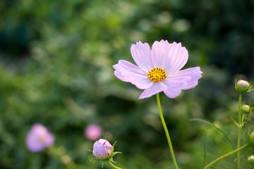 This pink flower is cosmos.