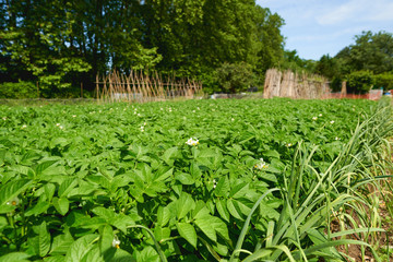 Fototapeta na wymiar Green field of potato crops in a row