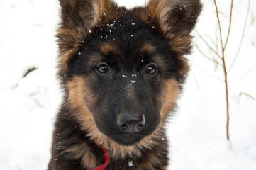 sweet dog German Shepherd
