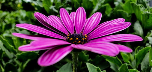 Flower in purple