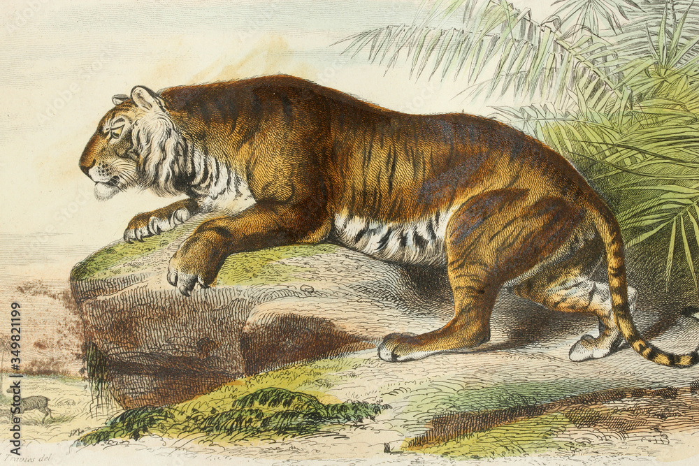 Wall mural tiger. antique illustration. 1856.