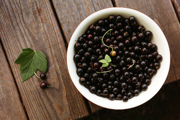 Berries of ripe black currant just plucked from a bush in the garden on a summer day.