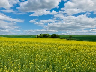 rapeseed field Poland