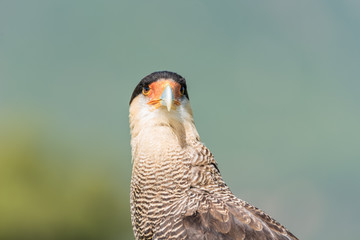 Caracara o carrancho norteño (Caracara cheriway)