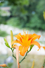 The name of this flower is Day Lilly.