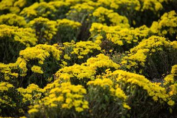 The name of this flower is Dendranthema boreale (Makino) Ling ex Kitam.