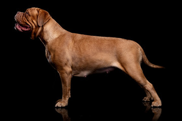 French Mastiff Dogue de Bordeaux Studio Shot