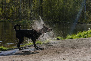 Big black dog shakes off water after swimming in a pond in a park