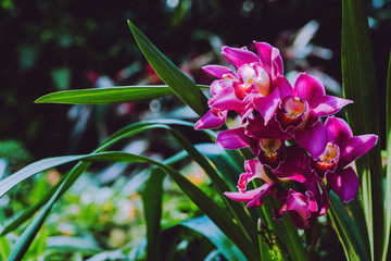 Cymbidium orchid pink flower in garden at winter at Chiangmai, Postcard design Cymbidium orchid