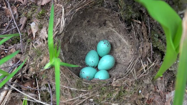 Blue eggs of the Thrush bird  in the nest.